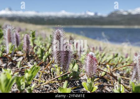 Salix arctica (saule arctique) dans la toundra par jour ensoleillé. Péninsule du Kamtchatka, extrême-Orient russe Banque D'Images