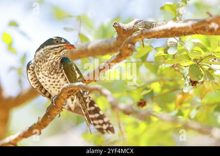 Coucou doré, espèce afrotropicale, famille des coucous dorés, coucou, (Chrysococcyx caprius), Wadi Darbat, Salalah, Dhofar, Oman, Asie Banque D'Images