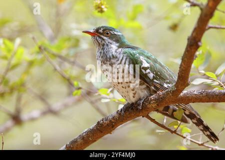 Coucou doré, espèce afrotropicale, famille des coucous dorés, coucou, (Chrysococcyx caprius), Wadi Darbat, Salalah, Dhofar, Oman, Asie Banque D'Images