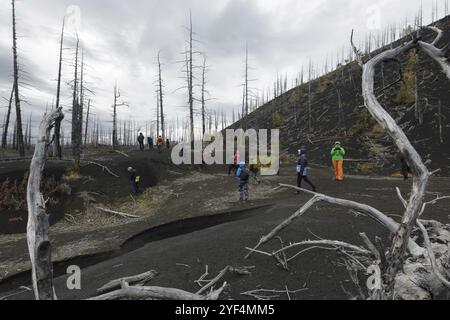 VOLCAN TOLBACHIK, PÉNINSULE DU KAMTCHATKA, RUSSIE, 17 septembre 2013 : groupe de touristes et de voyageurs promenades dans le bois mort (forêt morte), conséquence de la nature Banque D'Images