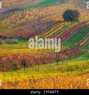 Paysage vallonné avec des vignes, photographié en automne à Cejkovice, au sud de la Moravie en République tchèque. La région est connue sous le nom de Toscane morave Banque D'Images