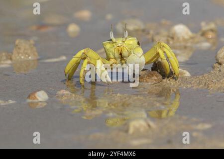 Crabe fantôme à cornes, plage, vase, crabe de sable à cornes, crabe d'équitation Indo-Pacifique, crabe Geisetr, crabe, écrevisse, crabe décapode, plan d'eau, Raysut, Sal Banque D'Images