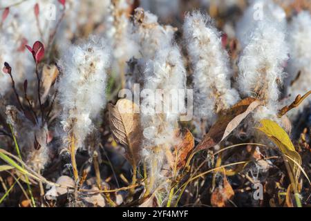 Salix arctica, saule arctique, petit saule rampant de la famille des Salicaceae, arbuste pubescent bas, avec des poils soyeux et argentés. Vue rapprochée de la plante, Growi Banque D'Images