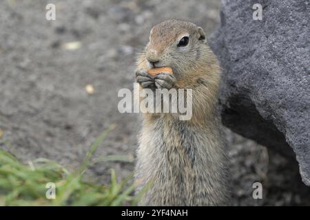 Expression Arctic Ground Squirrel mangeant du cracker tenant de la nourriture dans les pattes. Animal sauvage curieux mignon du genre des rongeurs de taille moyenne de la famille des écureuils. E Banque D'Images