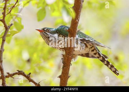 Coucou doré, espèce afrotropicale, famille des coucous dorés, coucou, (Chrysococcyx caprius), Wadi Darbat, Salalah, Dhofar, Oman, Asie Banque D'Images