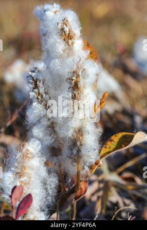 Salix arctica, saule arctique, petit saule rampant de la famille des Salicaceae, arbuste pubescent bas, avec des poils argentés et soyeux. Vue rapprochée de l'usine en aut Banque D'Images