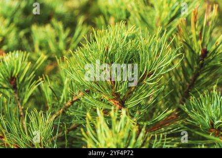 Vue rapprochée des aiguilles de l'arbuste Sibérien Pierre Pine Pinus pumila. Plante médicinale naturelle utilisée en médecine populaire et traditionnelle. Ambiance de Noël. BEA Banque D'Images