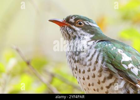 Coucou doré, espèce afrotropicale, famille des coucous dorés, coucou, (Chrysococcyx caprius), Wadi Darbat, Salalah, Dhofar, Oman, Asie Banque D'Images