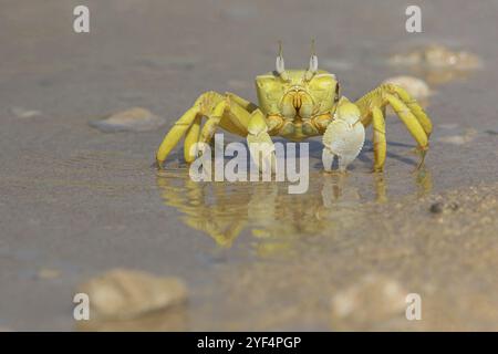 Crabe fantôme à cornes, plage, vase, crabe de sable à cornes, crabe d'équitation Indo-Pacifique, crabe Geisetr, crabe, écrevisse, crabe décapode, plan d'eau, Raysut, Sal Banque D'Images