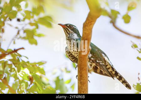 Coucou doré, espèce afrotropicale, famille des coucous dorés, coucou, (Chrysococcyx caprius), Wadi Darbat, Salalah, Dhofar, Oman, Asie Banque D'Images