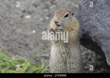 Cute Spermophile arctique mangeant cracker qui tiennent de la nourriture dans les pattes. Curieuse expression animal sauvage du genre de rongeurs de taille moyenne de la famille Écureuil. E Banque D'Images