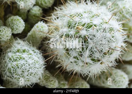 Vue de dessus gros plan rond beau cactus vert avec des aiguilles blanches. Nature verte désert exotique flore Stilllife concept Banque D'Images