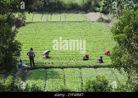 Femmes travaillant dans la culture des légumes Banque D'Images
