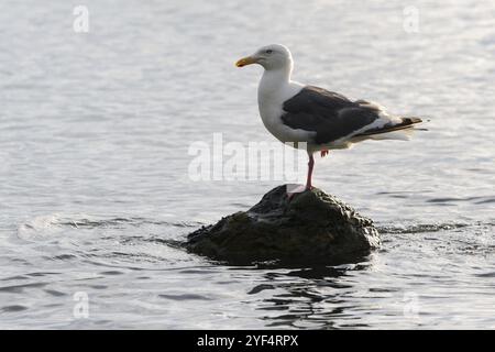 Oiseau de mouette du Pacifique debout sur un pied sur la pierre entouré par l'eau et les vagues de l'océan Pacifique. Bord de mer de la côte pacifique de la péninsule du Kamchatka. R Banque D'Images