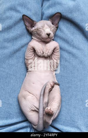 Chaton sans cheveux Sphynx vison bleu et couleur blanche avec les yeux fermés, dormant couché sur le dos sur un Jean bleu. Vue de dessus de face. Mise au point sélective sur M. Banque D'Images