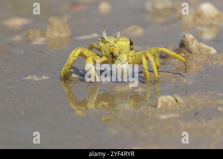 Crabe fantôme à cornes, plage, vase, crabe de sable à cornes, crabe d'équitation Indo-Pacifique, crabe Geisetr, crabe, écrevisse, crabe décapode, plan d'eau, Raysut, Sal Banque D'Images