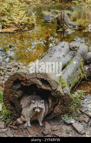 Superbe raton laveur mignonne de poireaux d'un creux dans l'écorce d'un grand arbre. Raton laveur (Procyon lotor) également connu sous le nom de raton laveur nord-américain assis caché moi Banque D'Images