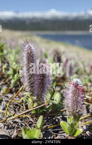 Salix arctica (saule arctique) dans la toundra par jour ensoleillé. Péninsule du Kamchatka, extrême-Orient, Russie, Asie, Europe Banque D'Images