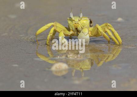 Crabe fantôme à cornes, plage, vase, crabe de sable à cornes, crabe d'équitation Indo-Pacifique, crabe Geisetr, crabe, écrevisse, crabe décapode, plan d'eau, Raysut, Sal Banque D'Images