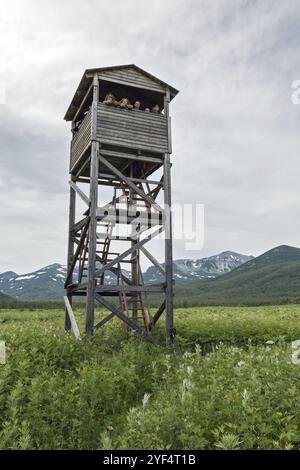 NALYCHEVO, PÉNINSULE DU KAMTCHATKA, RUSSIE, 12 JUILLET 2014 : tour d'observation des ours bruns du Kamtchatka et de la faune dans le cordon central du parc naturel Na Banque D'Images