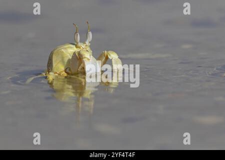 Crabe fantôme à cornes, plage, vase, crabe de sable à cornes, crabe d'équitation Indo-Pacifique, crabe Geisetr, crabe, écrevisse, crabe décapode, plan d'eau, Raysut, Sal Banque D'Images