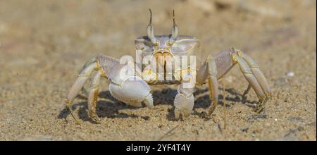 Crabe fantôme à cornes, plage, vase, crabe de sable à cornes, crabe d'équitation Indo-Pacifique, crabe Geisetr, crabe, écrevisse, crabe décapode, plan d'eau, Raysut, Sal Banque D'Images