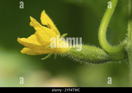 Floraison petit jeune concombre poussant en serre sur une ferme agricole écologique. Macrophotographie, vue rapprochée de légumes frais naturels Banque D'Images