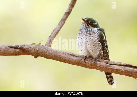 Coucou doré, espèce afrotropicale, famille des coucous dorés, coucou, (Chrysococcyx caprius), Wadi Darbat, Salalah, Dhofar, Oman, Asie Banque D'Images