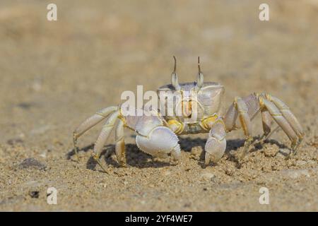 Crabe fantôme à cornes, plage, vase, crabe de sable à cornes, crabe d'équitation Indo-Pacifique, crabe Geisetr, crabe, écrevisse, crabe décapode, plan d'eau, Raysut, Sal Banque D'Images