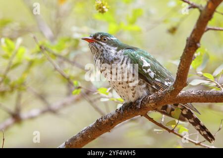 Coucou doré, espèce afrotropicale, famille des coucous dorés, coucou, (Chrysococcyx caprius), Wadi Darbat, Salalah, Dhofar, Oman, Asie Banque D'Images