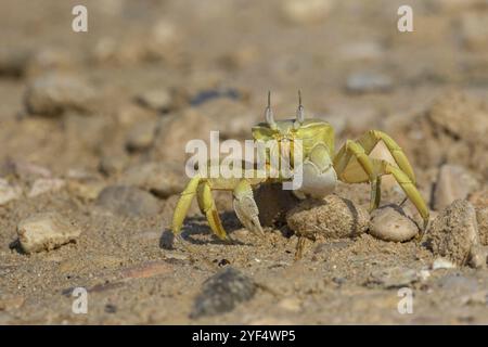 Crabe fantôme à cornes, plage, vase, crabe de sable à cornes, crabe d'équitation Indo-Pacifique, crabe Geisetr, crabe, écrevisse, crabe décapode, plan d'eau, Raysut, Sal Banque D'Images