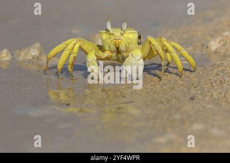 Crabe fantôme à cornes, plage, vase, crabe de sable à cornes, crabe d'équitation Indo-Pacifique, crabe Geisetr, crabe, écrevisse, crabe décapode, plan d'eau, Raysut, Sal Banque D'Images