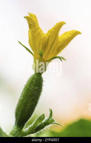 Vue rapprochée de pétales jaunes de la floraison de plus en plus des émissions de concombre sur exploitation agricole. Macro photographie été fraîcheur naturelle eco vegeta Banque D'Images