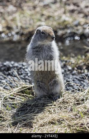 Écureuil terrestre mignon debout sur les pattes arrière. Russie, péninsule du Kamtchatka Banque D'Images