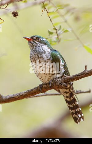 Coucou doré, espèce afrotropicale, famille des coucous dorés, coucou, (Chrysococcyx caprius), Wadi Darbat, Salalah, Dhofar, Oman, Asie Banque D'Images