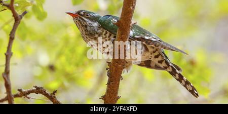 Coucou doré, espèce afrotropicale, famille des coucous dorés, coucou, (Chrysococcyx caprius), Wadi Darbat, Salalah, Dhofar, Oman, Asie Banque D'Images