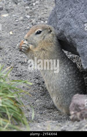 Expression écureuil terrestre arctique mangeant de la chapelure tenant de la nourriture dans les pattes. Animal sauvage curieux mignon du genre des rongeurs de taille moyenne de famil d'écureuil Banque D'Images