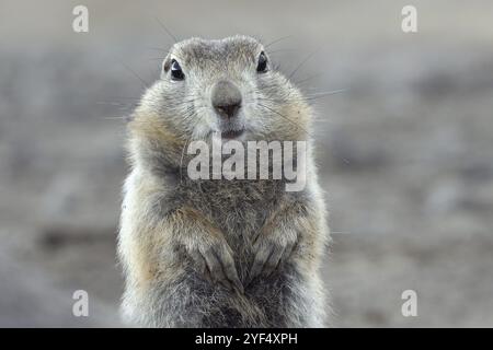 Portrait d'écureuil terrestre arctique. Animal sauvage curieux mignon du genre des rongeurs de taille moyenne de la famille des écureuils. Eurasie, extrême-Orient russe, Kamtchatka Banque D'Images