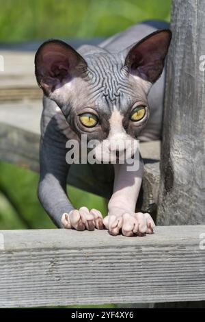 Brave chaton Sphynx couché sur des planches en bois haut au-dessus du sol sur l'aire de jeux de chatterie en plein air.Le chat bicolore a 4 mois.Vue partielle avant. Banque D'Images