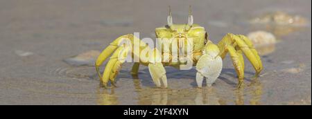 Crabe fantôme à cornes, plage, vase, crabe de sable à cornes, crabe d'équitation Indo-Pacifique, crabe Geisetr, crabe, écrevisse, crabe décapode, plan d'eau, Raysut, Sal Banque D'Images