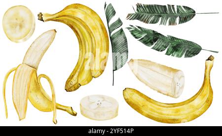 Ensemble banane aquarelle. Fruits tropicaux mûrs dessinés à la main avec des feuilles. Clip art isolé sur fond blanc plante exotique réaliste. Idéal pour la conception Banque D'Images