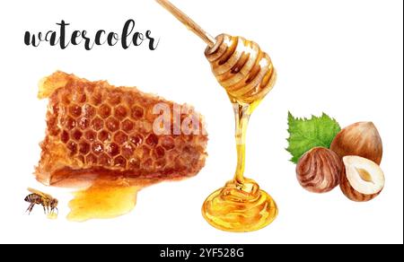 Nid d'abeille aquarelle peint à la main avec bâton de miel goutte à goutte et illustration botanique noisette Banque D'Images