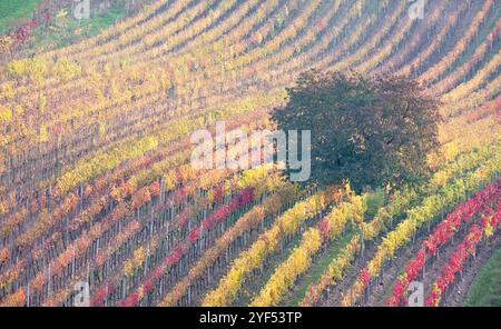 Paysage vallonné avec des vignes, photographié en automne à Cejkovice, au sud de la Moravie en République tchèque. La région est connue sous le nom de Toscane morave Banque D'Images