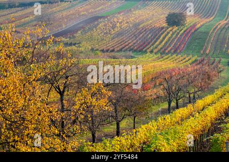 Paysage vallonné avec des vignes, photographié en automne à Cejkovice, au sud de la Moravie en République tchèque. La région est connue sous le nom de Toscane morave Banque D'Images