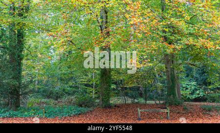 Automne sur Southampton Common Banque D'Images