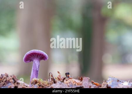 Champignon trompeur améthyste dans la New Forest Banque D'Images