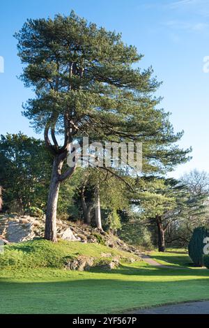 Un parc de campagne avec un grand pin poussant à partir d'un affleurement rocheux entouré d'autres arbres et buissons avec un sentier qui les traverse Banque D'Images