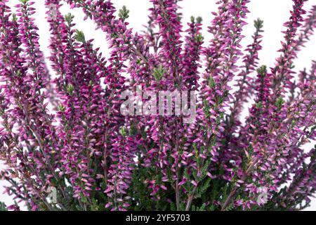 Fleur violette Erica plante en gros plan sur fond blanc Banque D'Images