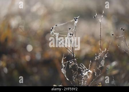 Les toiles d'araignée Dew-Laden ornent l'herbe fanée dans Foggy Macro Photography Banque D'Images