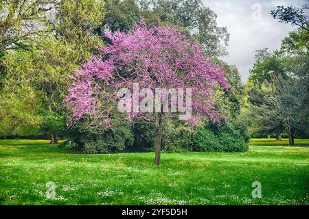 CASERTE, ITALIE - 1er AVRIL 2024 : floraison printanière vibrante dans les jardins luxuriants du Palais Royal de Caserte Banque D'Images